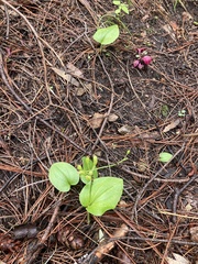 Malaxis macrostachya