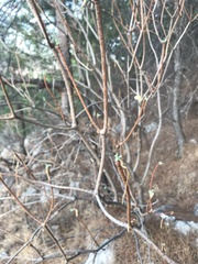 Euphorbia dendroides