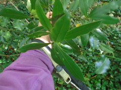 Laurus nobilis