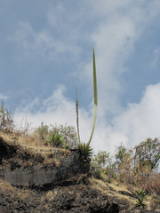 Agave horrida horrida