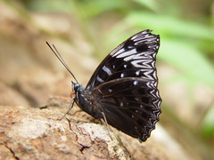 Dichorragia nesimachus deiokes