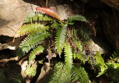 Blechnum punctulatum