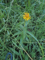 Pentanema salicinum