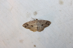 Melanolophia