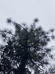 Pinus engelmannii
