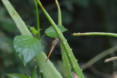 Tholymis tillarga