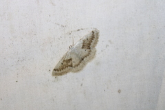 Lomographa glomeraria