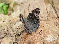 Dichorragia nesimachus deiokes