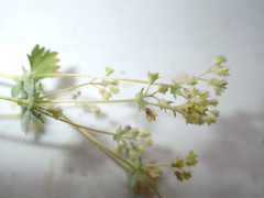 Alchemilla vulgaris