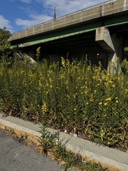 Solidago altissima