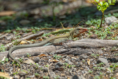 Pholidoscelis chrysolaemus