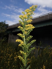 Solidago altissima