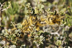 Bombycomorpha