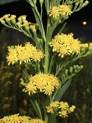 Solidago altissima
