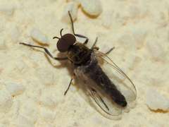 Simuliidae