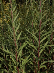 Solidago altissima