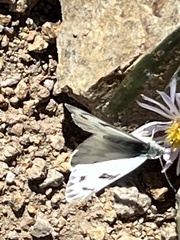 Pontia occidentalis