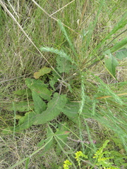 Salvia dumetorum