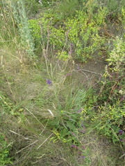 Salvia dumetorum