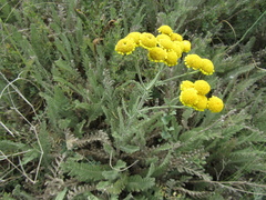 Tanacetum odessanum