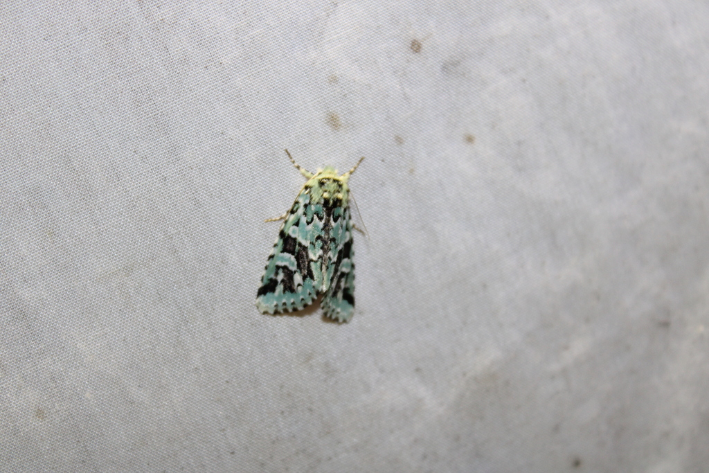 Comstock's Sallow