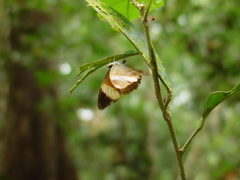 Cirrochroa orissa