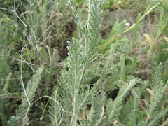 Tanacetum odessanum