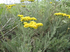 Tanacetum odessanum