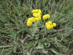 Tanacetum odessanum