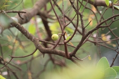 Byrsonima crassifolia