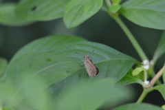 Pelopidas mathias