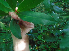 Laurus nobilis