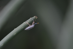 Asopinae
