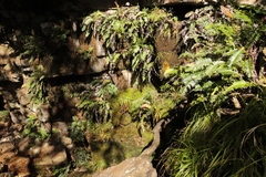 Blechnum punctulatum