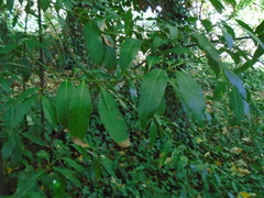 Laurus nobilis