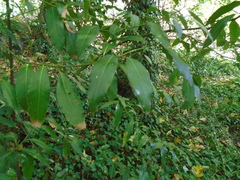 Laurus nobilis