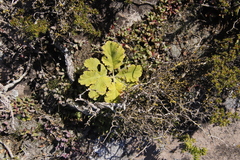 Pelargonium lobatum