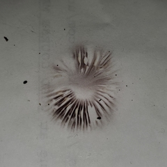 Psilocybe ovoideocystidiata