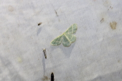 Chlorochlamys chloroleucaria