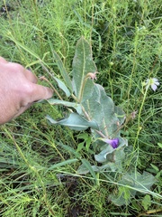 Asclepias elata