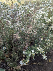Symphyotrichum falcatum