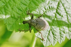 Byrsopagini