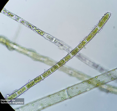 Rhizoclonium