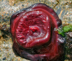 Actinia mediterranea