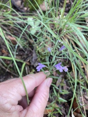 Hedeoma hyssopifolia