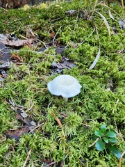 Clitocybe rivulosa