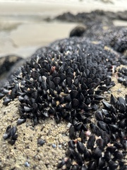 Xenostrobus neozelanicus