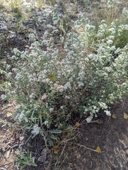 Symphyotrichum falcatum