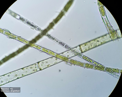 Rhizoclonium