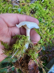 Clitocybe rivulosa